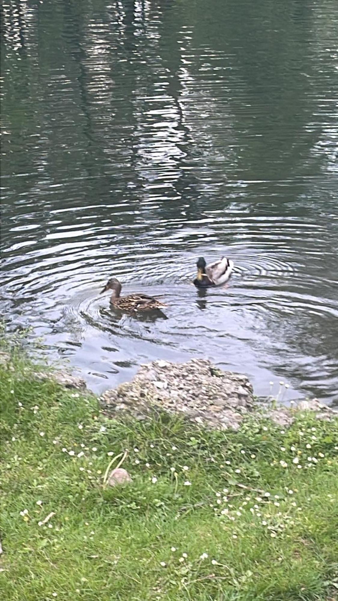 Laghi Di Como Appartamento Di Licinia E Mario Asso Zewnętrze zdjęcie