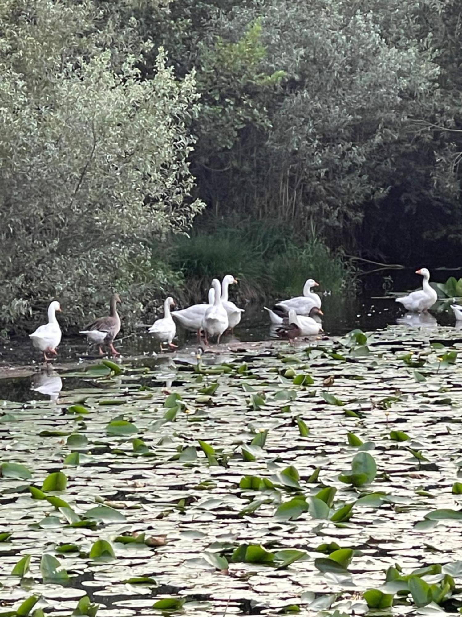 Laghi Di Como Appartamento Di Licinia E Mario Asso Zewnętrze zdjęcie